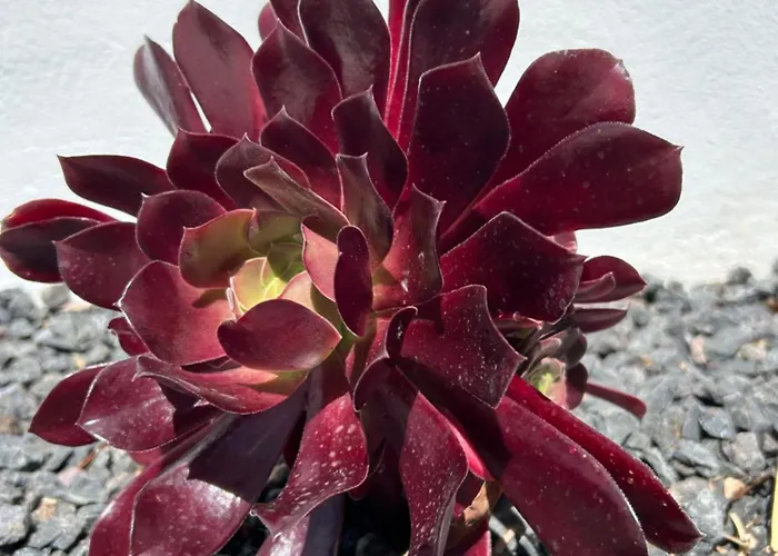 Appartamento Sombra De Guanapay