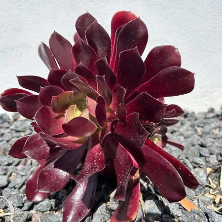 דירה Sombra De Guanapay
